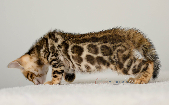 Bengal kitten for sale